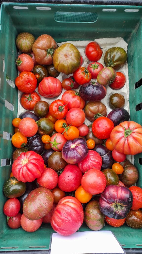 tomatoes at farmers market in edinburgh-donde comer en edimburgo
