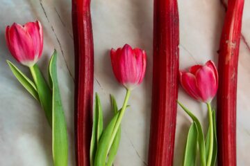 what is rhubarb-rootsandcook
