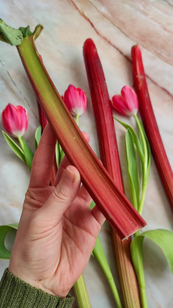 what is rhubarb? where can I buy it?